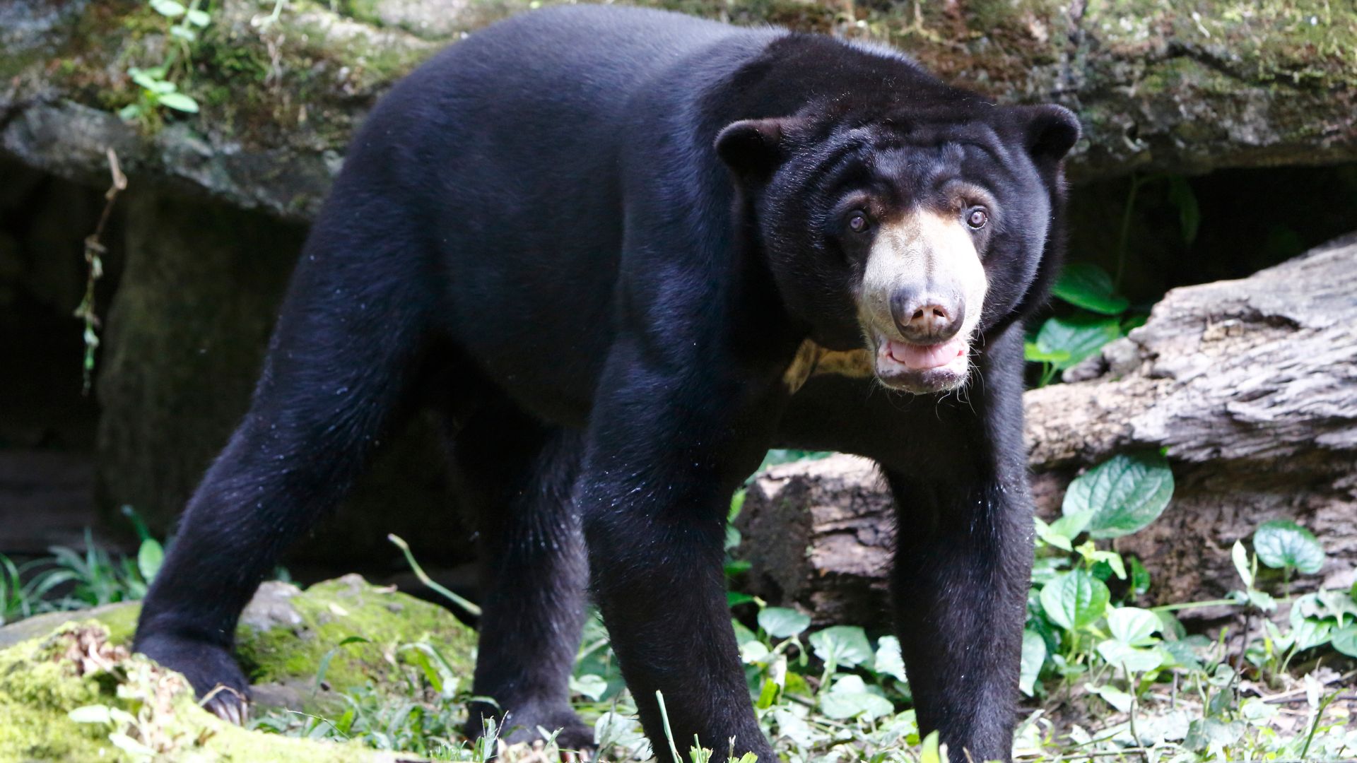 When Hungry, He Is Not Himself: The Bear When Hungry, He Is Not Himself: The Bear