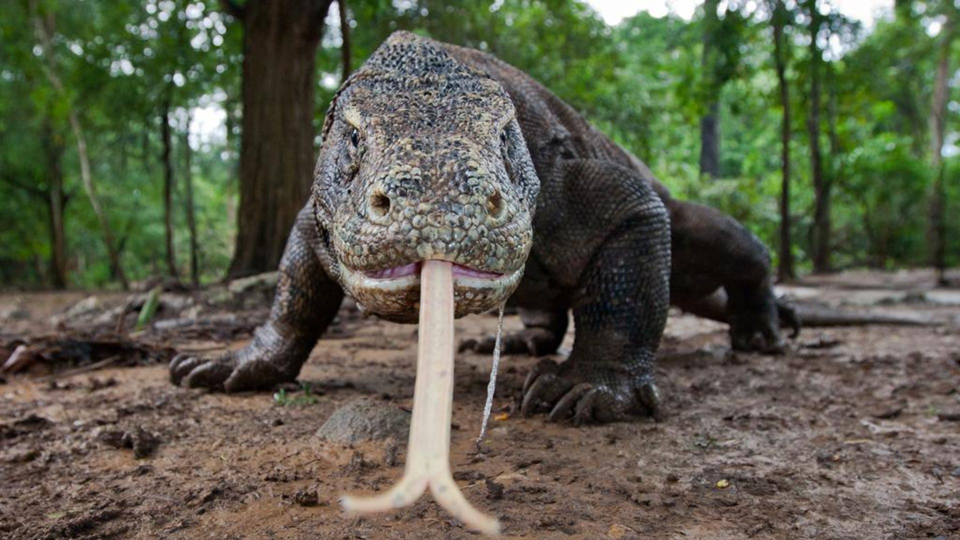 The Largest Lizard: The Komodo Dragon