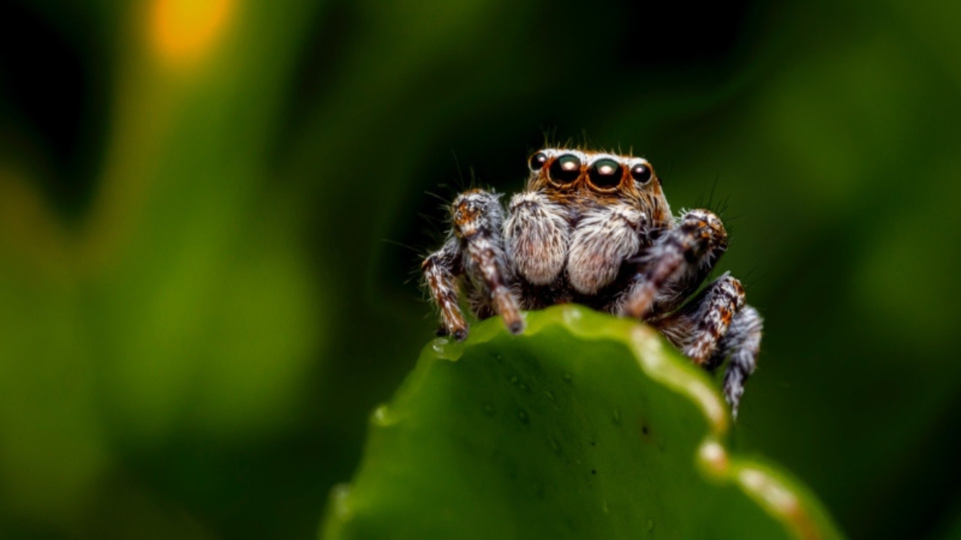 The Mysterious World of Spiders The Mysterious World of Spiders
