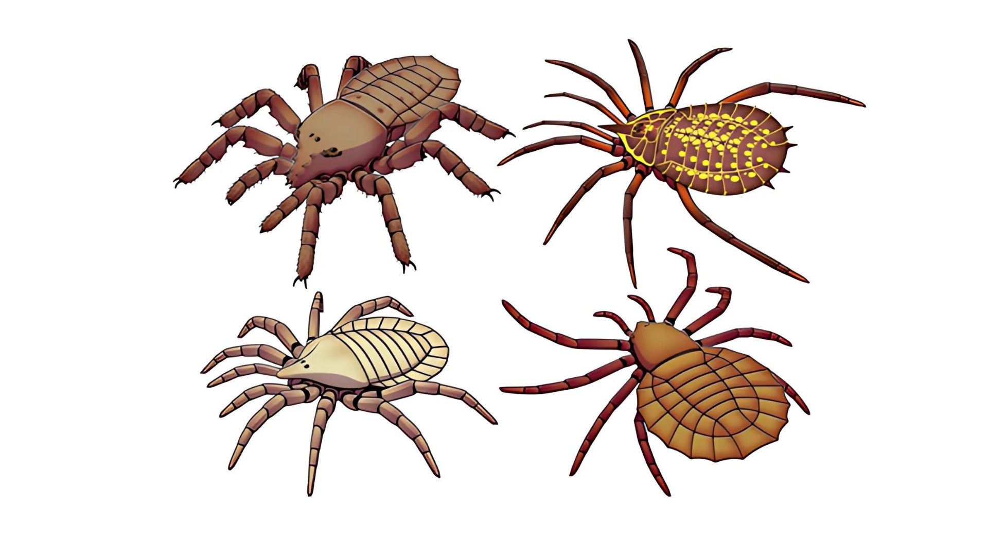 The Mysterious World of Spiders The Mysterious World of Spiders