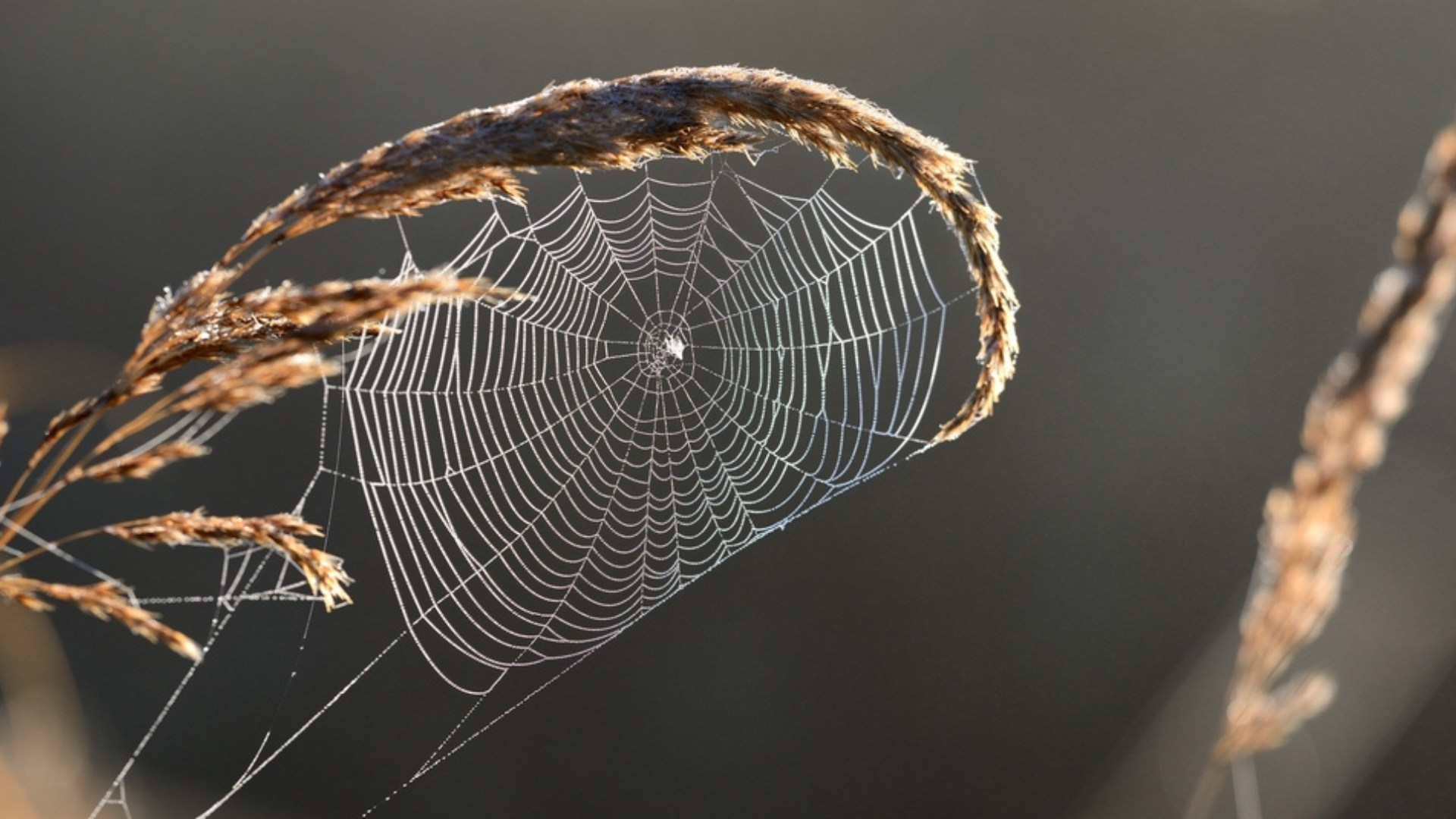 The Mysterious World of Spiders The Mysterious World of Spiders