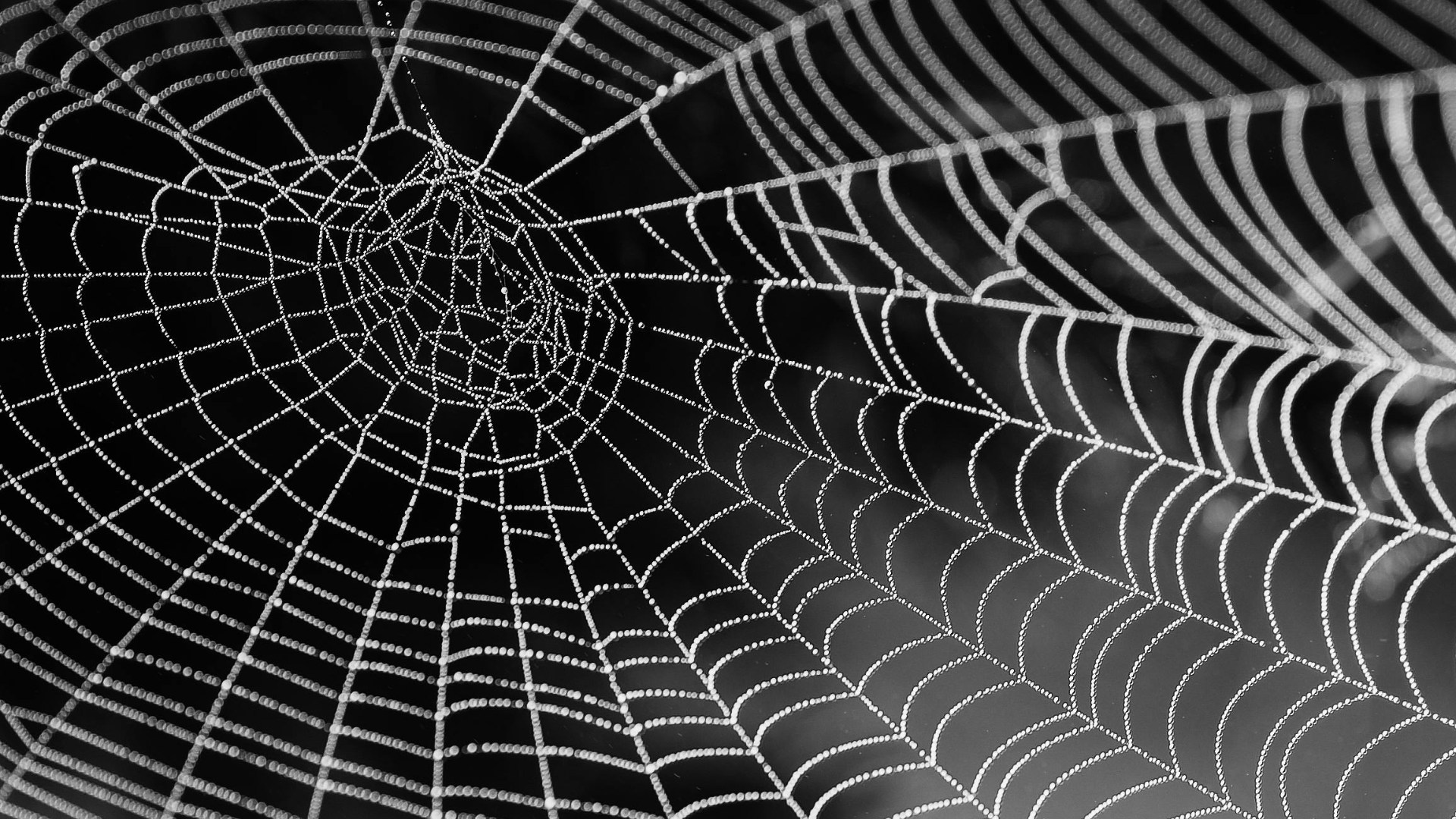 The Mysterious World of Spiders The Mysterious World of Spiders