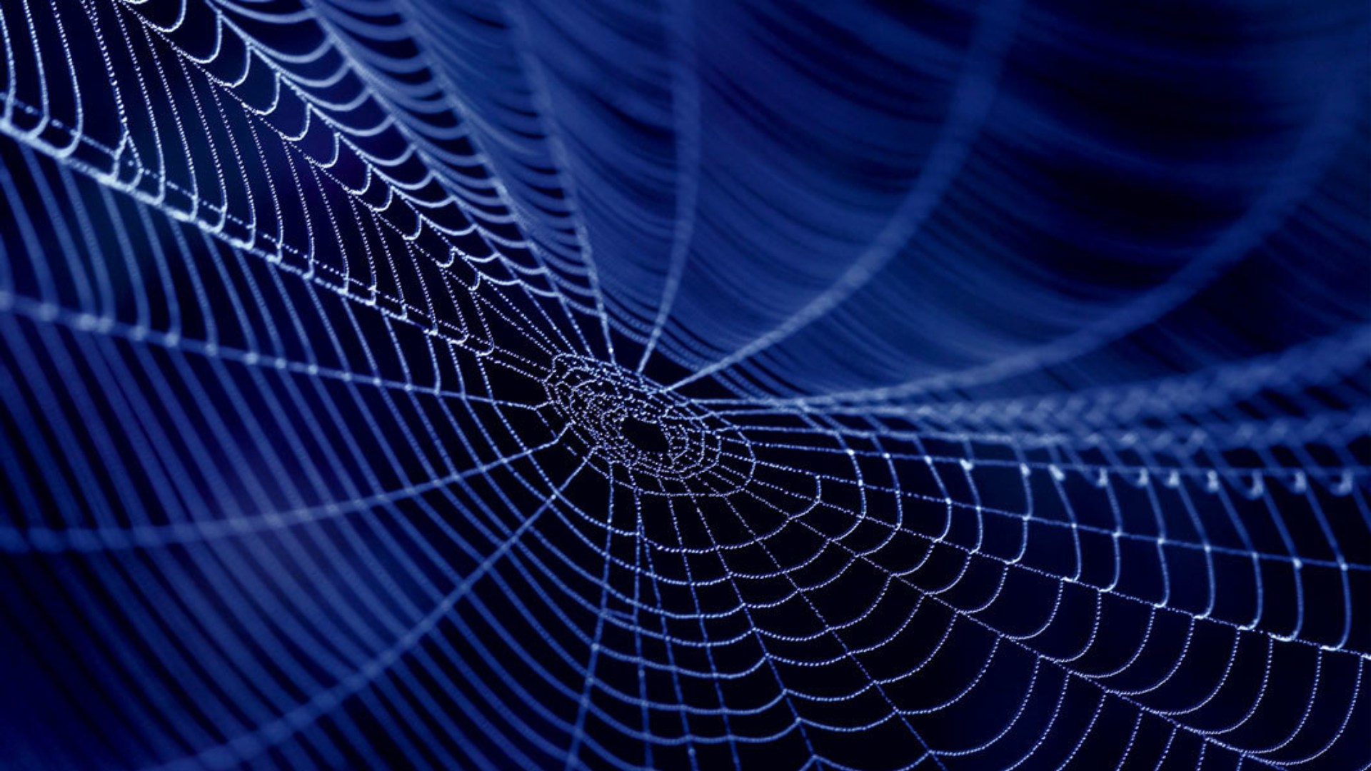 The Mysterious World of Spiders The Mysterious World of Spiders