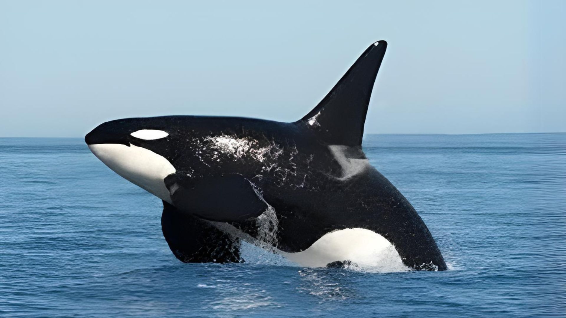 Pirate of the Ocean: The Killer Whale Pirate of the Ocean: The Killer Whale