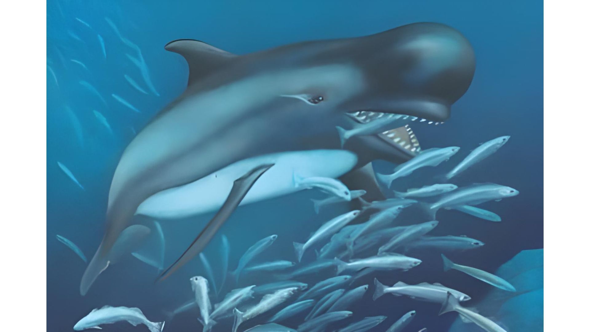 Pirate of the Ocean: The Killer Whale Pirate of the Ocean: The Killer Whale
