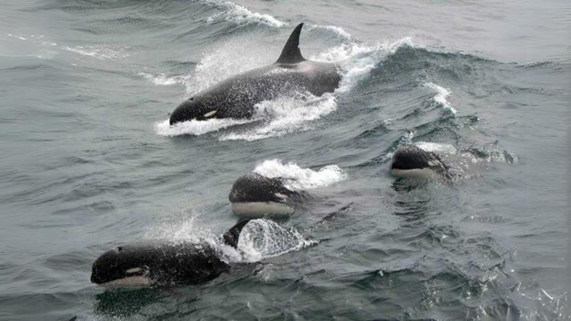 Pirate of the Ocean: The Killer Whale Pirate of the Ocean: The Killer Whale
