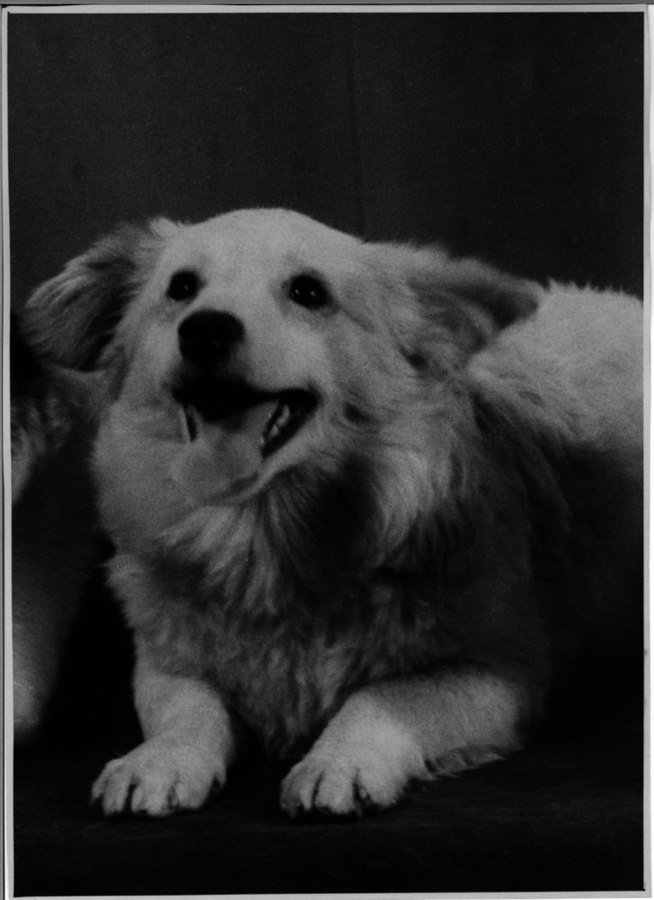 Space Dogs: Belka and Strelka Space Dogs: Belka and Strelka