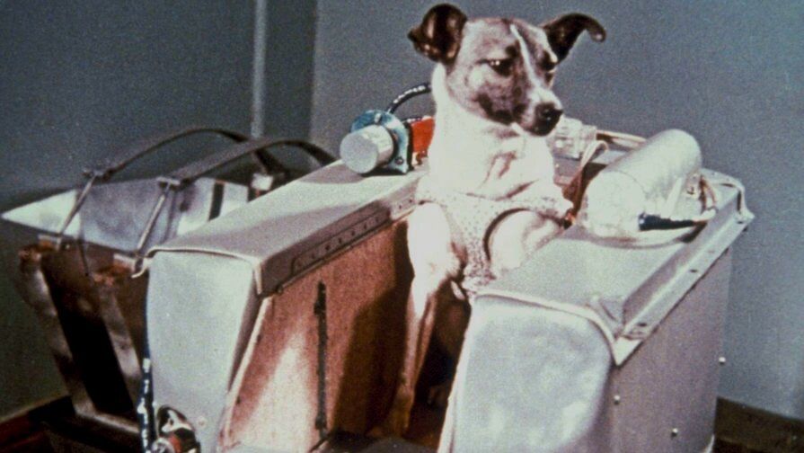 Space Dogs: Belka and Strelka Space Dogs: Belka and Strelka