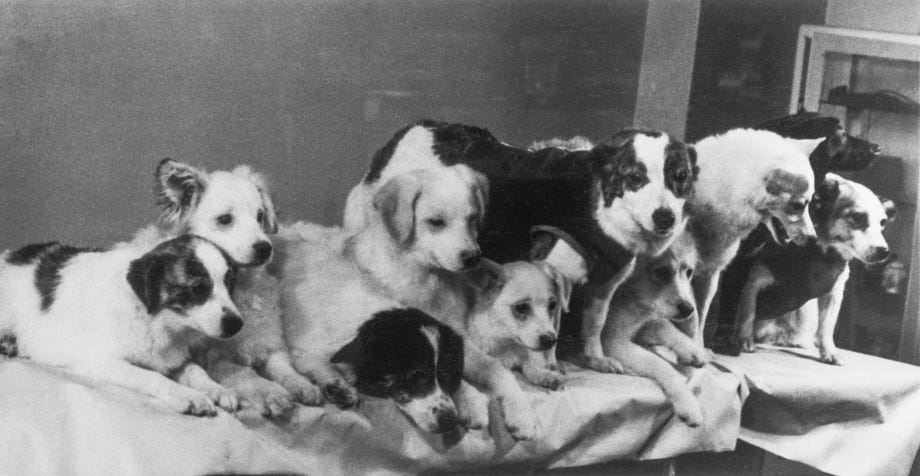 Space Dogs: Belka and Strelka Space Dogs: Belka and Strelka