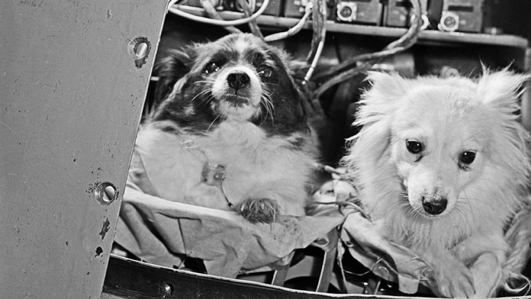 Space Dogs: Belka and Strelka Space Dogs: Belka and Strelka