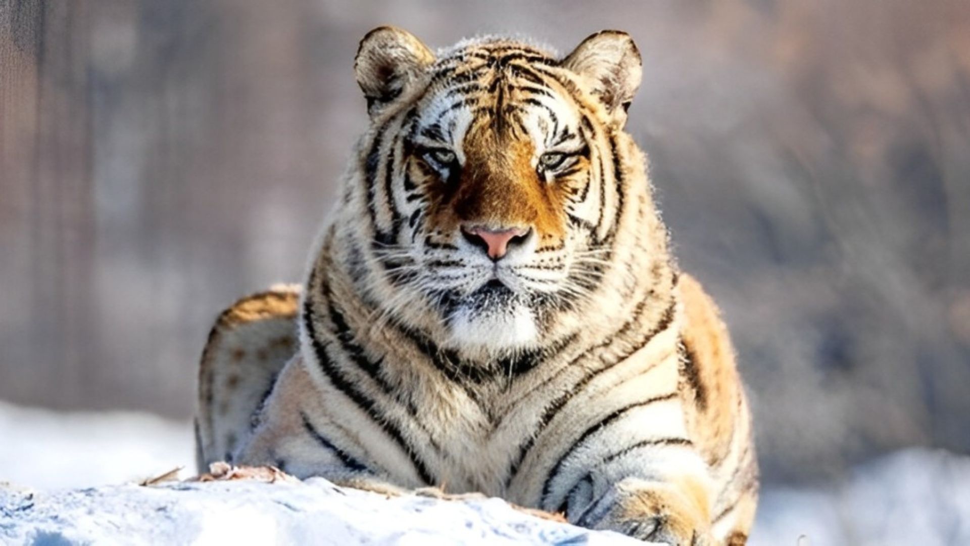 The Strongest Cats: Tigers The Strongest Cats: Tigers