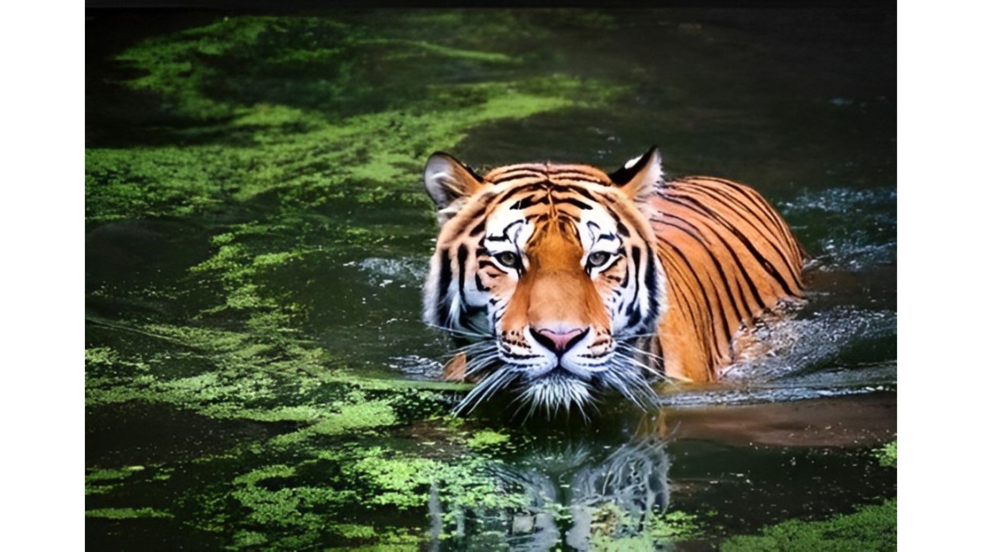 The Strongest Cats: Tigers The Strongest Cats: Tigers