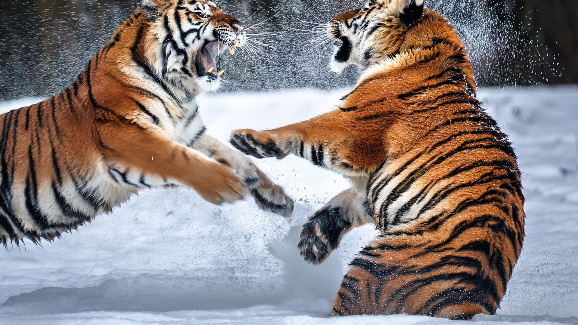 The Strongest Cats: Tigers The Strongest Cats: Tigers