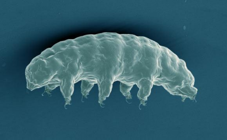 Tiny Creatures in Pursuit of Immortality: Tardigrades