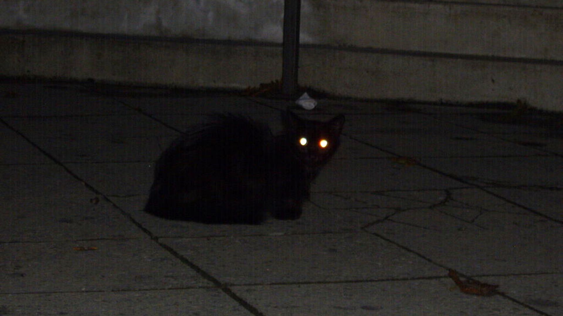Why Do Cats' Eyes Glow in the Dark? Why Do Cats' Eyes Glow in the Dark?