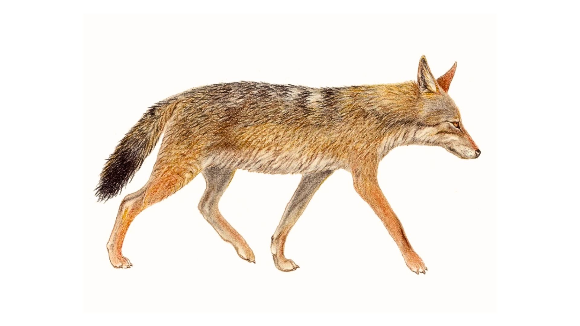 Wolves: Creatures That Remember the Frost