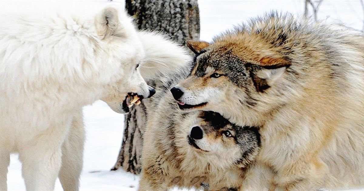 Wolves: Creatures That Remember the Frost