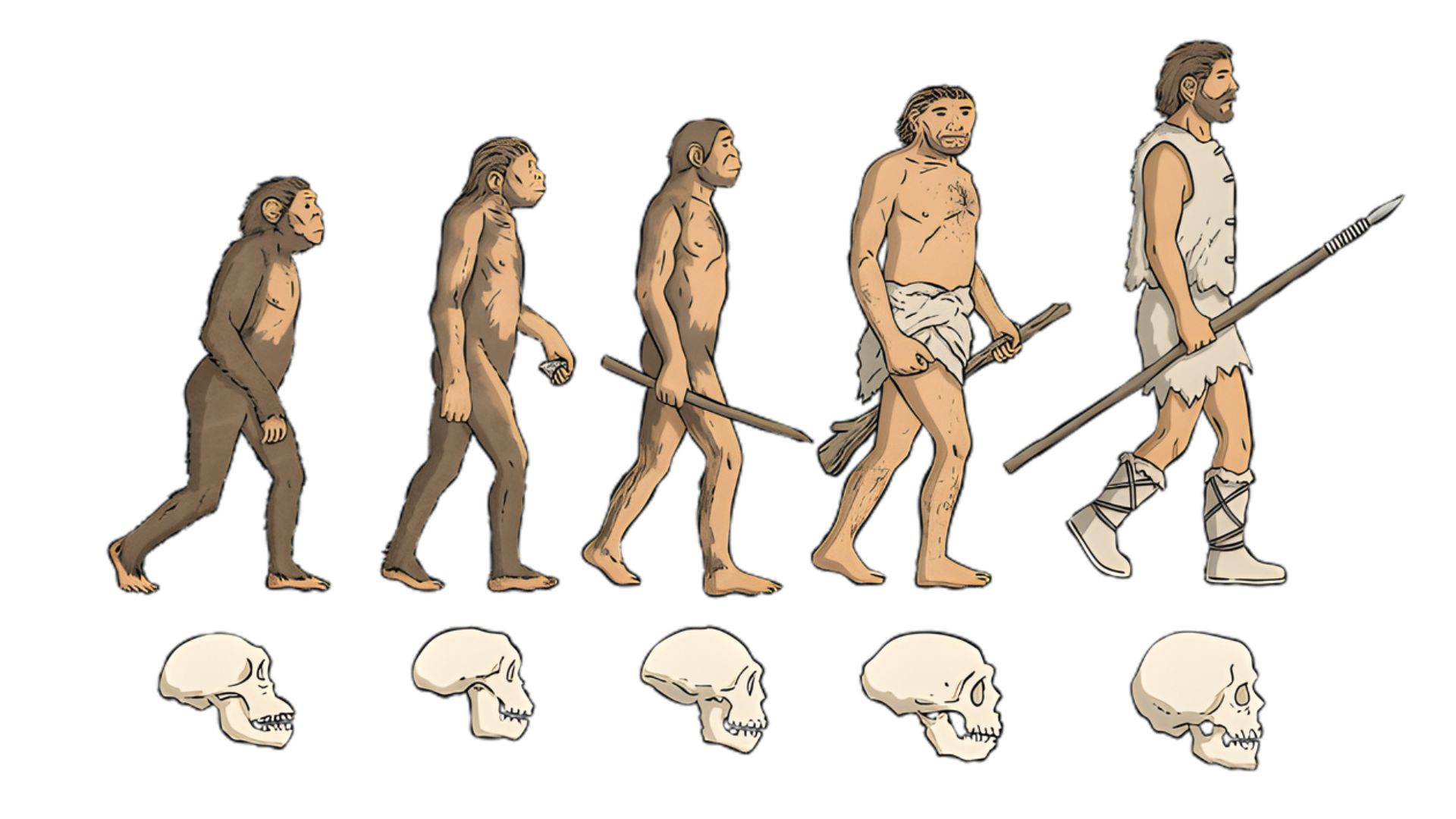 ¿Cómo moldeó la evolución al cuerpo humano? Del pulgar a las lágrimas