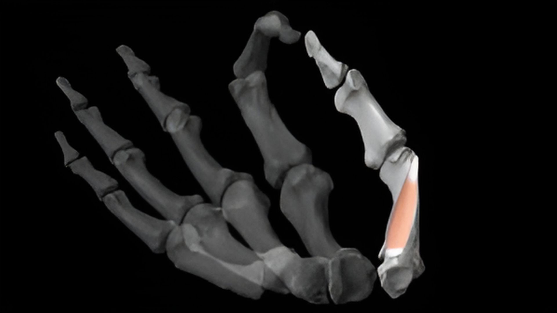 ¿Cómo moldeó la evolución al cuerpo humano? Del pulgar a las lágrimas