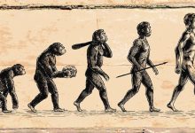 ¿Cómo moldeó la evolución al cuerpo humano? Del pulgar a las lágrimas